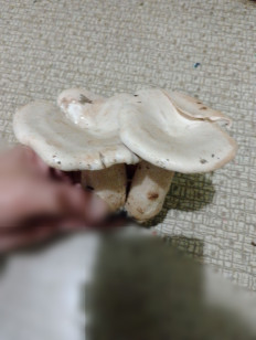 Гриб из Курская область