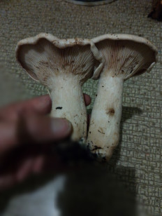 Гриб из Курская область