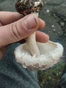 Гриб из ровно