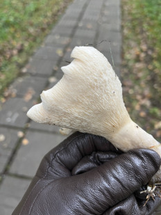 Гриб из Москва