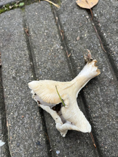 Гриб из Москва