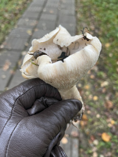 Гриб из Москва