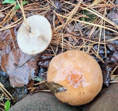 Гриб из Велиж