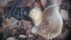 Гриб из Кинель, Самарской