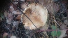 Гриб из Кинель, Самарской