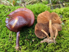 Гриб из Москва