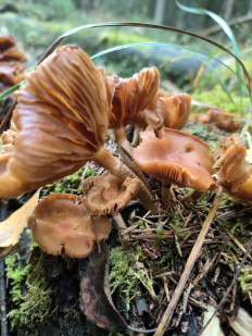 Гриб из Москва