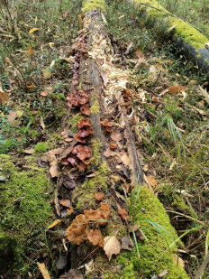 Гриб из Москва