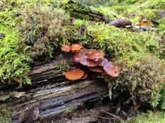 Гриб из Москва