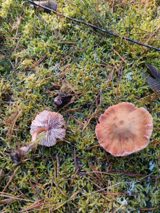 Гриб из Псков