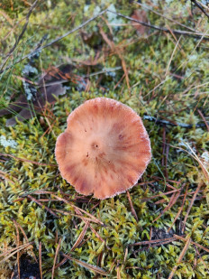 Гриб из Псков