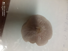 Гриб из Москва