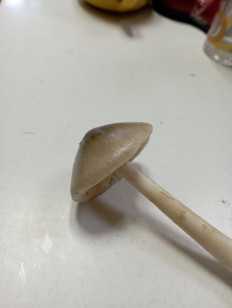 Гриб из Новокубанск