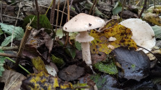 Гриб из Полоцк