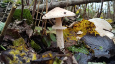 Гриб из Полоцк