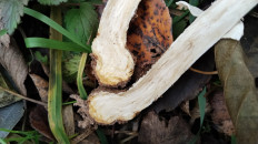 Гриб из Полоцк