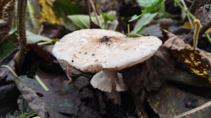 Гриб из Полоцк