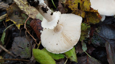 Гриб из Полоцк