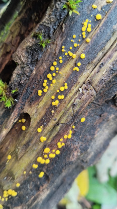 Гриб из Полоцк