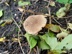 Лепиота острочешуйчатая