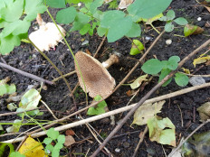 Лепиота острочешуйчатая