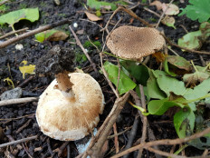 Лепиота острочешуйчатая