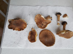 Лепиота острочешуйчатая