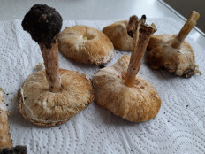 Лепиота острочешуйчатая