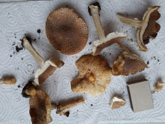 Лепиота острочешуйчатая