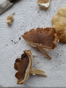 Лепиота острочешуйчатая