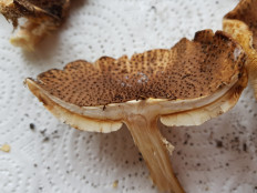 Лепиота острочешуйчатая