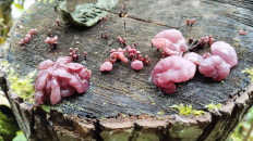 Гриб из Полоцк