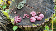 Гриб из Полоцк