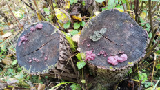 Гриб из Полоцк