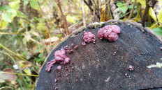 Гриб из Полоцк