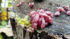 Гриб из Полоцк