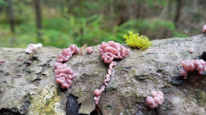 Гриб из Полоцк