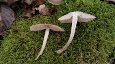 Гриб из Полоцк