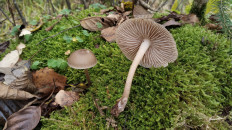 Гриб из Полоцк