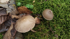 Гриб из Полоцк