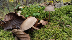 Гриб из Полоцк