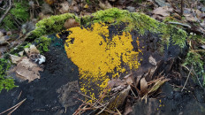 Гриб из Полоцк