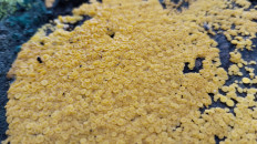 Гриб из Полоцк