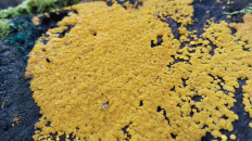 Гриб из Полоцк