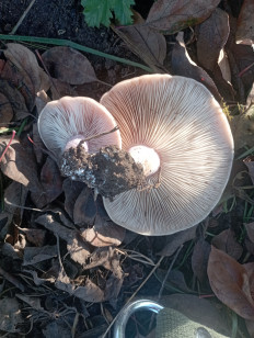 Гриб из Рюмки, Ломоносовский район