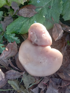 Гриб из Рюмки, Ломоносовский район