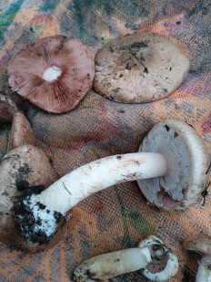 Гриб из Баландине