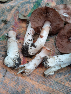 Гриб из Баландине