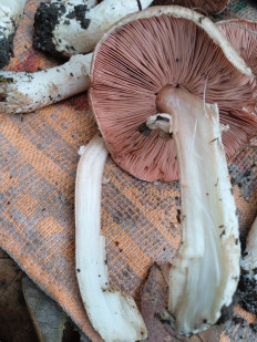 Гриб из Баландине