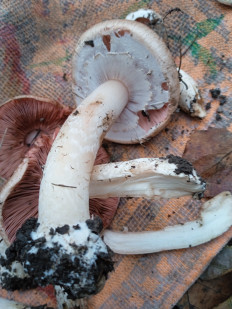 Гриб из Баландине